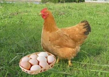 陜西蛋雞價(jià)格