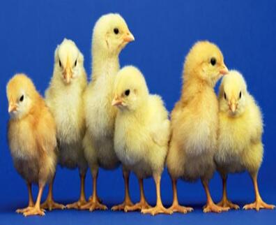 陜西雞苗 陜西雞苗