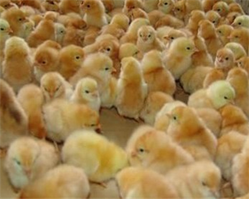 冬季從孵化廠到育雛室途中運輸雞苗的有關(guān)問題