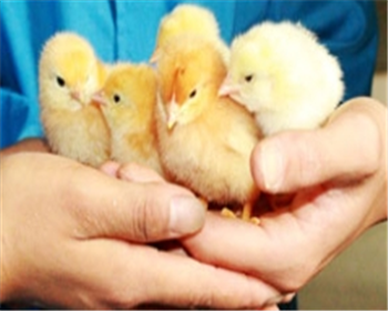 雞苗的養(yǎng)殖規(guī)模與養(yǎng)殖經(jīng)驗(yàn)